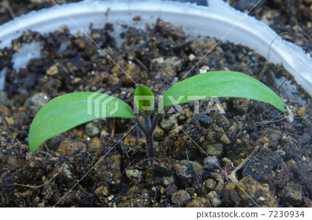 Eggplant seedlings Eggplant seedlings 7230934
