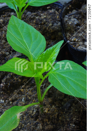 Green pepper seedlings 7230947