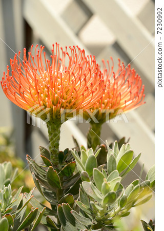 Cordi Forum Cordi Forum 7230992