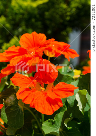 戰鬥蜘蛛 7231001