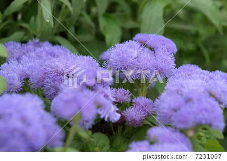 Agelatum 7231097