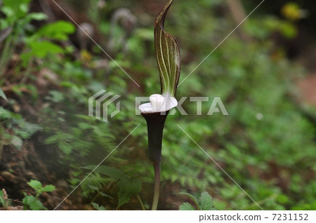 YUKIMOCHISOU 7231152