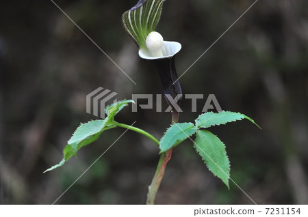 YUKIMOCHISOU 7231154