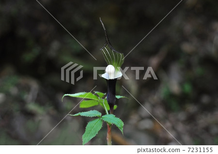 YUKIMOCHISOU 7231155