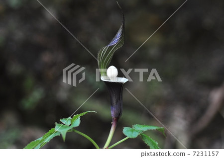 YUKIMOCHISOU 7231157