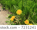 Dandelion 7231241