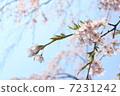 The weeping cherry tree of the samurai residence 7231242