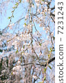 The weeping cherry tree of the samurai residence 7231243