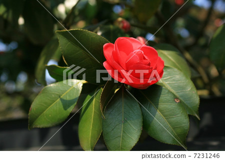 Spin of a samurai residence 7231246