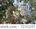 The weeping cherry tree of the samurai residence 7231247