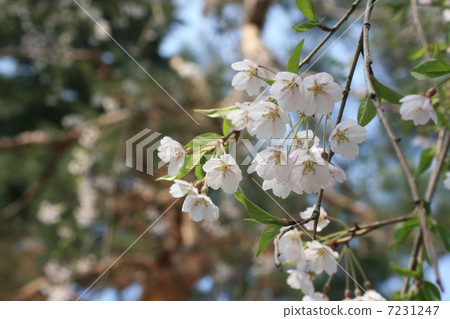 The weeping cherry tree of the samurai residence 7231247