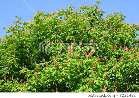 一朵花盛開的栗子 7231482