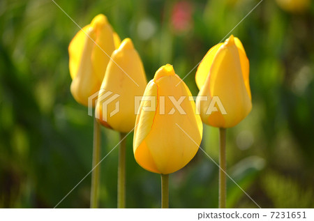 Tulip noodles 7231651