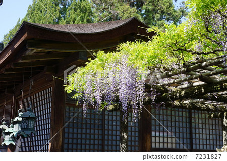 Sasami wisteria of Kasuga Shrine 7231827