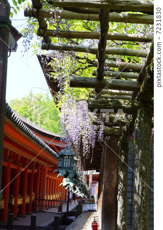 Sasami wisteria of Kasuga Shrine 7231830