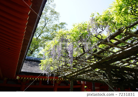 Sasami wisteria of Kasuga Shrine 7231831