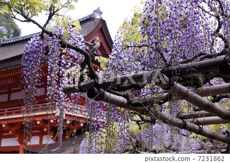 Sasami wisteria of Kasuga Shrine 7231862