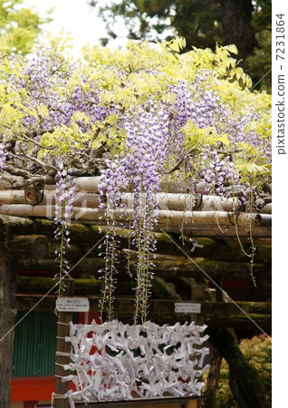 春日神社的Sasami紫藤 春日神社的Sasami紫藤 7231864