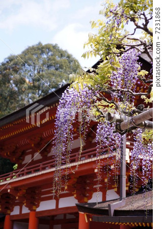 春日神社的Sasami紫藤 春日神社的Sasami紫藤 7231868