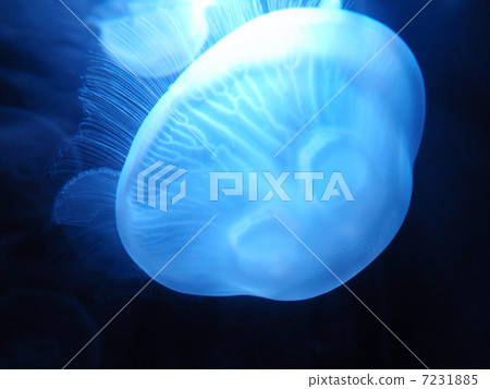 Sea creatures jellyfish Sea creatures jellyfish 7231885