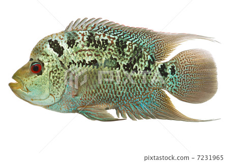 Flowerhorn cichlid fish 7231965