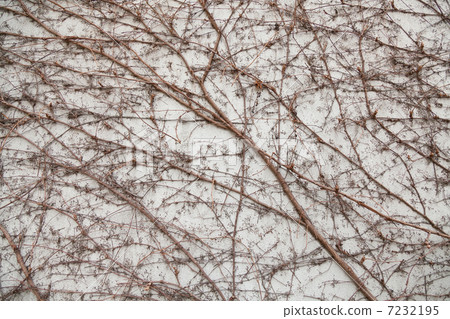 Vine on the wall pattern 7232195
