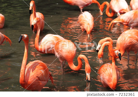 Beni Iro Flamingo Beni Iro Flamingo 7232361