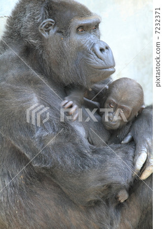 Baby with a 6 month old baby gruela 7232371