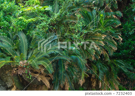 蘇鐵科的棲息地 7232403