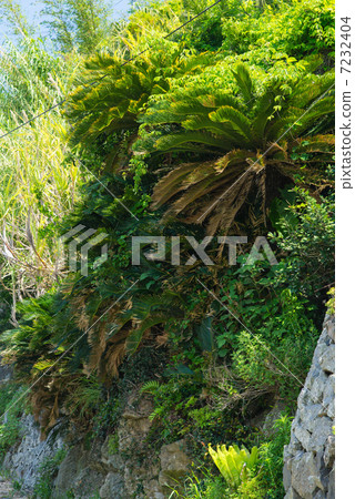 Cycadoman habitat Cycadoman habitat 7232404