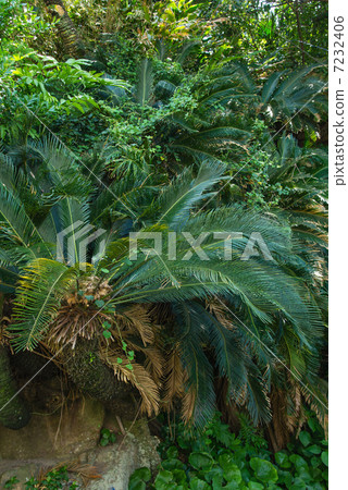 Cycadoman habitat 7232406