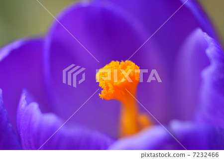 番紅花花 7232466