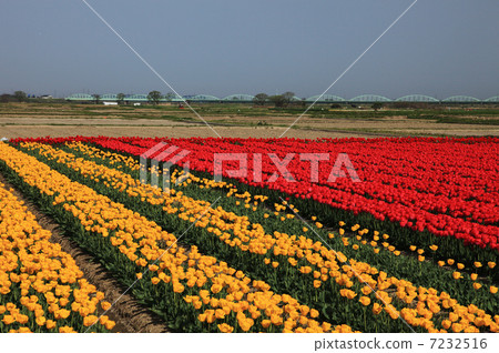 Gozumi市的鬱金香領域 Gozumi市的鬱金香領域 7232516
