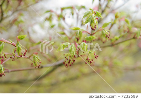 楓樹和豆芽 7232599