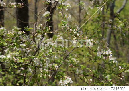 狂野的西米 狂野的西米 7232611