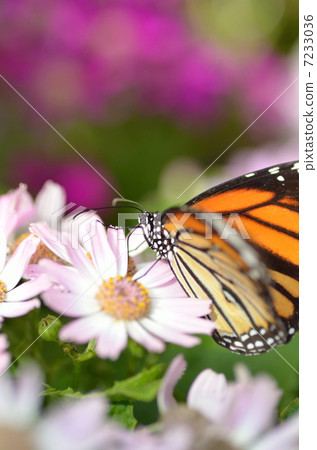 Suejigoro Kabamadara 7233036