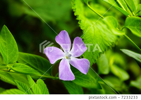 長春花 7233233
