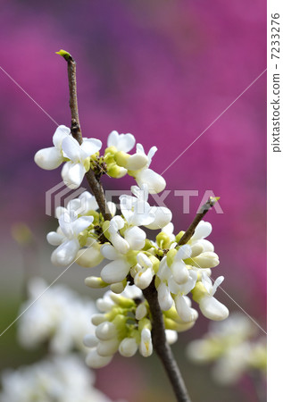 White blooming Hanazu Ou (White flower Shenyang) White blooming Hanazu Ou (White flower Shenyang) 7233276