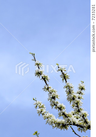 White blooming Hanazu Ou (White flower Shenyang) 7233281