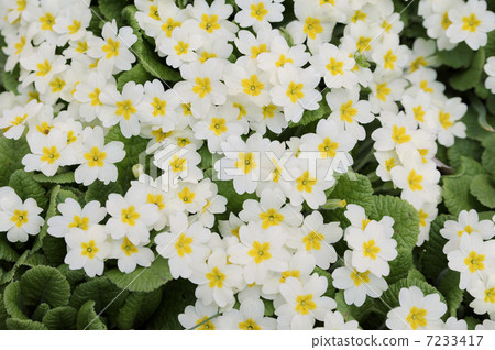 白色shibazakura 7233417