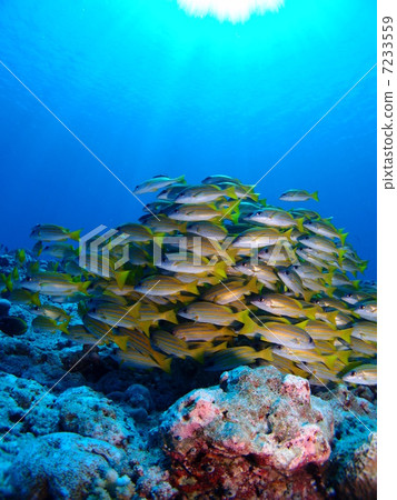 A flock of red snapper ♪ 7233559