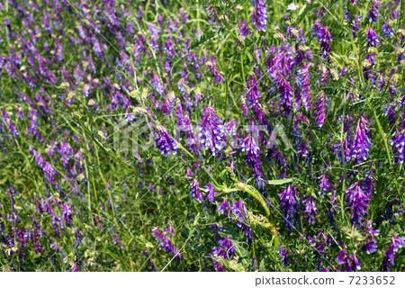  多花野碗豆 7233652