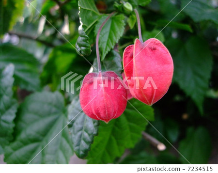 Abutilon Tyrolean lamp flower plant 7234515