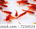 Goldfish   7234523