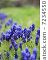 Muscari 7234550