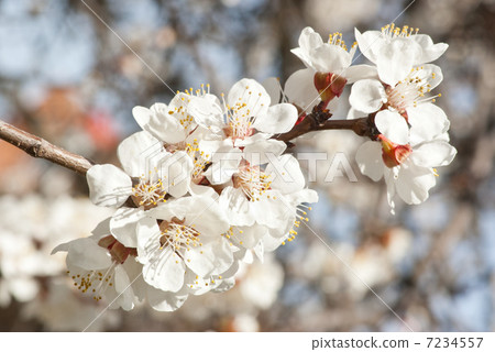 branch of cherry tree with  flowers 7234557