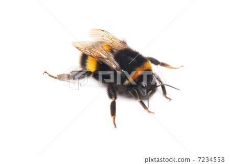 bumblebee isolated on the white background 7234558