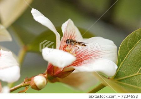 Cinnabarra和Hirata Arve 7234658