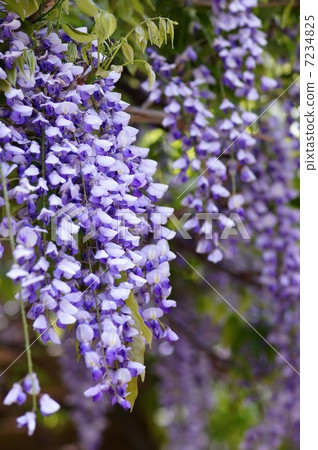 Wisteria flowers 7234825