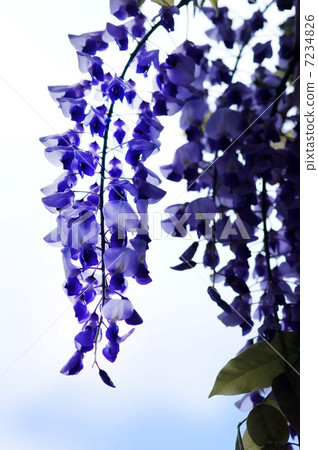 紫藤花 紫藤花 7234826